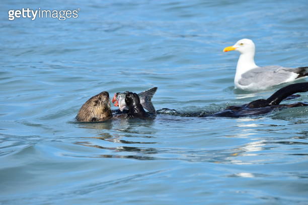 Sea Otter Eating Salmon (1204256865) - 게티이미지뱅크