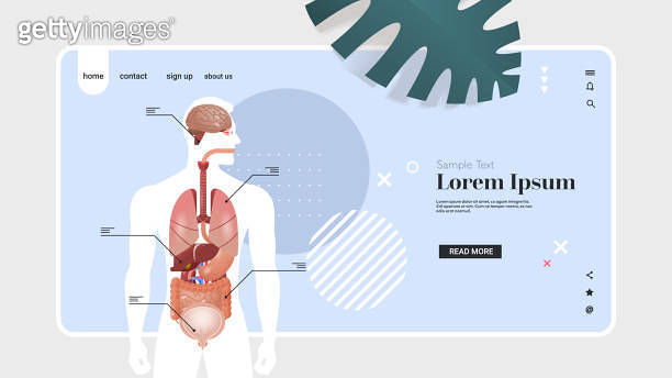 human body structure infographic poster with internal organs anatomy ...