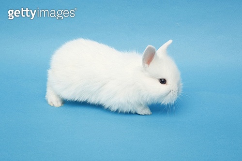 토끼 (토끼목) (a12092963) - 게티이미지뱅크