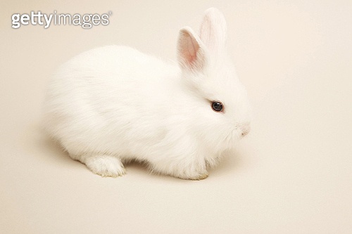 토끼 (토끼목) (a12092966) - 게티이미지뱅크