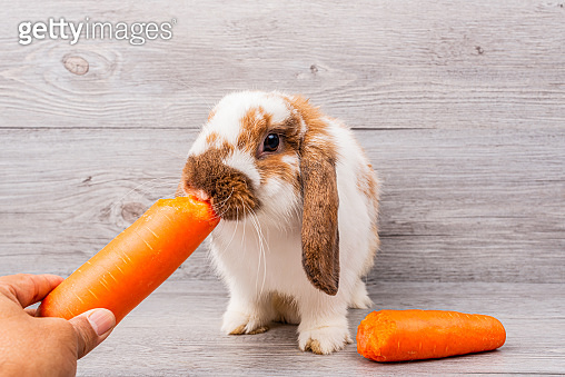 Cute rabbit eating carrot from people hand (1318682735) - 게티이미지뱅크
