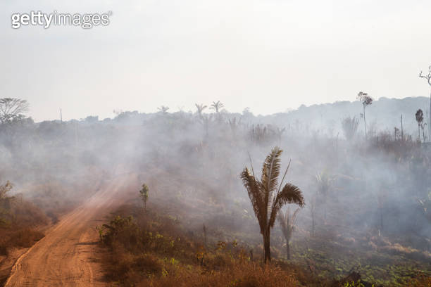 Deforestation and burning on rural properties in the Amazon forest ...