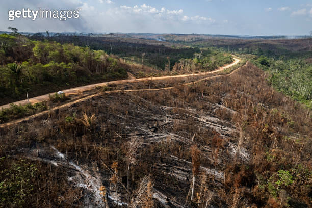 Deforestation and burning on rural properties in the Amazon forest ...