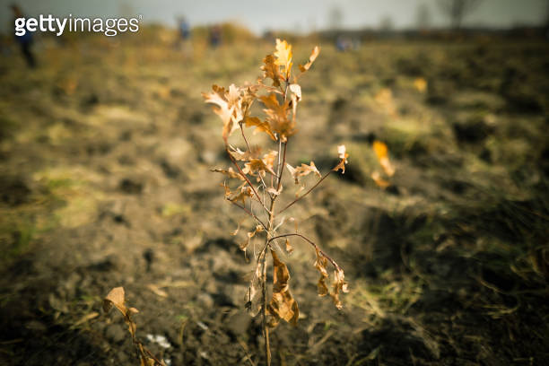 Shallow depth of field (selective focus) image with an oak sapling ...