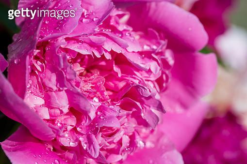 Beautiful pink peony with raindrops in garden, macro (1326115257) - 게티이미지뱅크