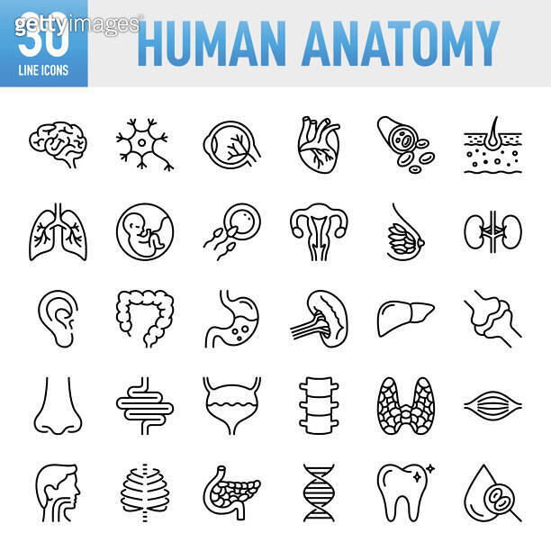 Human Anatomy - Thin line vector icon set. Pixel perfect. For Mobile ...