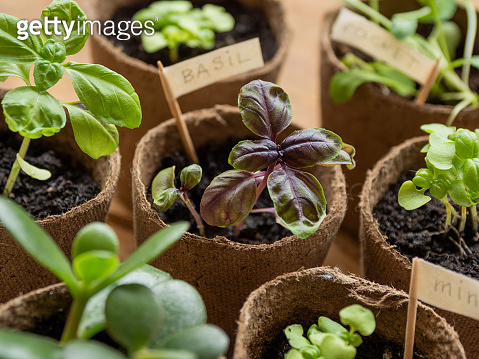Basil seedlings in biodegradable pots on wooden table. Green plants in ...