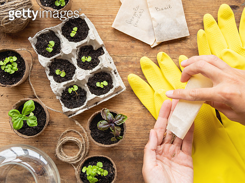 Basil seedlings in biodegradable pots on wooden table. Top view on ...