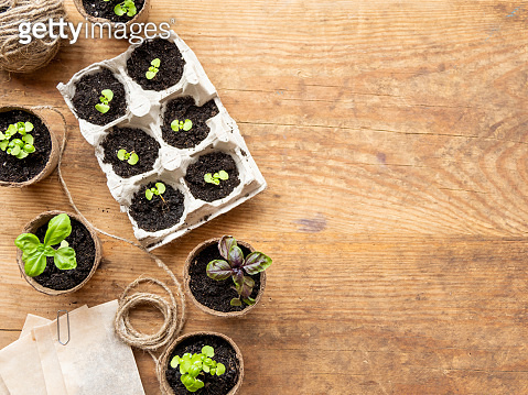 Basil seedlings in biodegradable pots on wooden table. Top view on ...