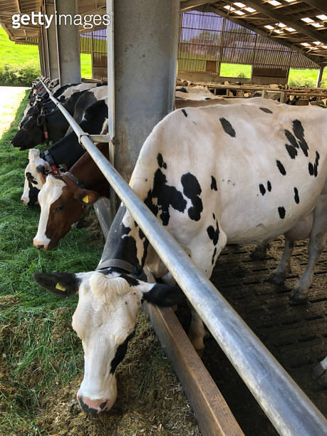 Dairy cows eating fresh grass and silage on a farm (1322574874) - 게티이미지뱅크