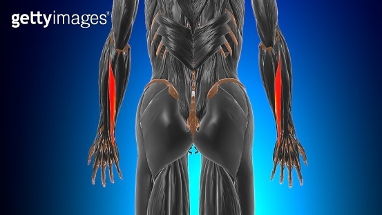 Extensor carpi ulnaris Muscle Anatomy For Medical Concept 3D ...