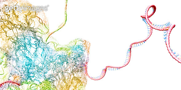 Ribosome as part of an biological cell constructing mRNA molecule - 3d ...