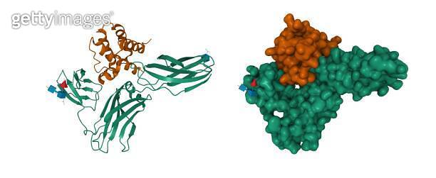 Structure of human interleukin-3 (brown) in complex with its alpha ...