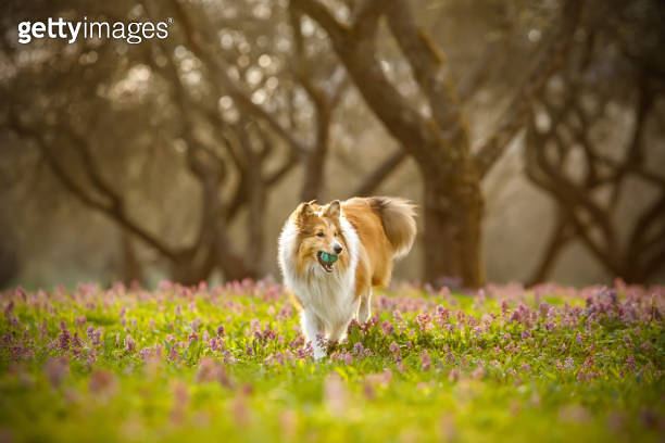 Shetland sheepdog running and playing wirh a ball in sunset park ...