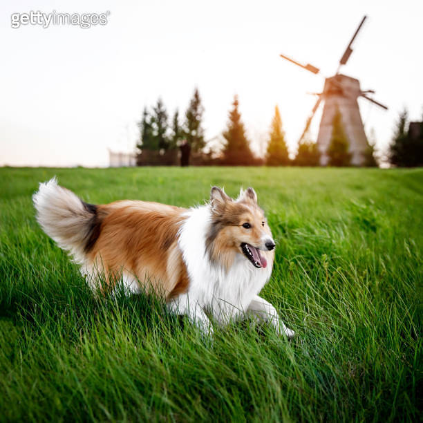 Shetland Sheepdog is running through the green meadow (1317870450) - 게티 ...