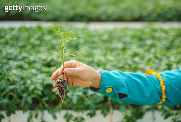 Hand holding tomatoes seedling in a greenhouse (1359742056) - 게티이미지뱅크