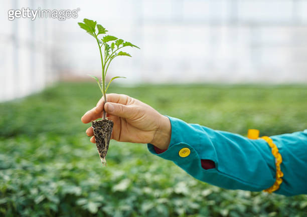Hand holding tomatoes seedling in a greenhouse (1359742018) - 게티이미지뱅크