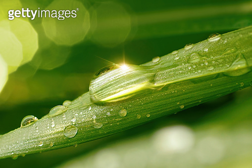 Big droplet of morning dew with sun glare outdoor. (1345172514) - 게티이미지뱅크
