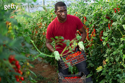 Aframerican gardener stacking boxes with cherry tomatoes in greenhouse ...