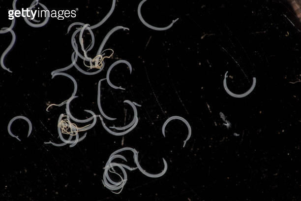 The study parasite or worms is a freshwater fish parasite in laboratory ...