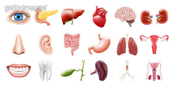 Human internal organs isolated on white background. Lungs, kidneys ...