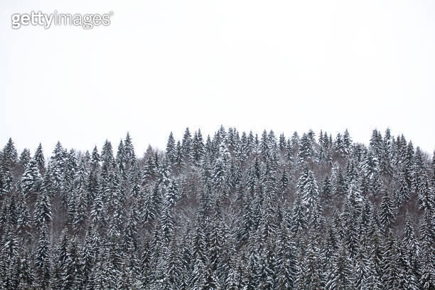 Pine trees covered with snow on the mountain slopes. Conifers in winter ...