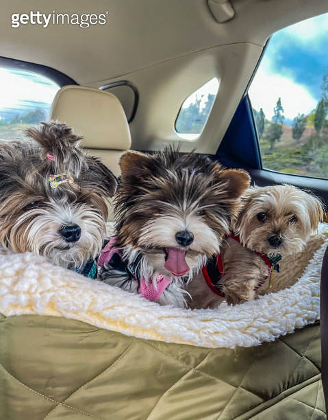 2 Biewer terriers and a Morkie on a road trip (1370800709) - 게티이미지뱅크