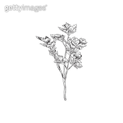 Fresh parsley branch or twig hand drawn sketch vector illustration on ...