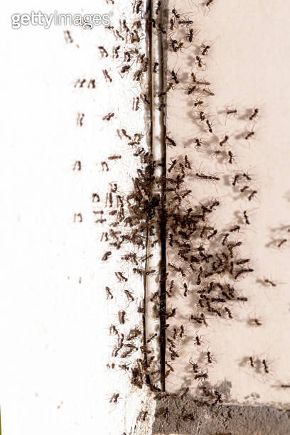 Cool Review About Ants Coming Out Of Wall