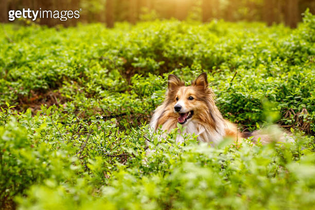 Happy dog in a green forest meadow. Fluffy Sheltie portrait outdoors ...