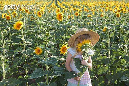Adorable little girl in summer straw hat in a sunflower field ...