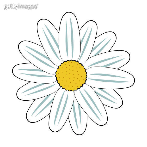 Daisy flower head isolated vector illustration in simple outline doodle ...