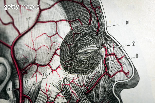 Antique medical scientific illustration high-resolution: Head arteries ...