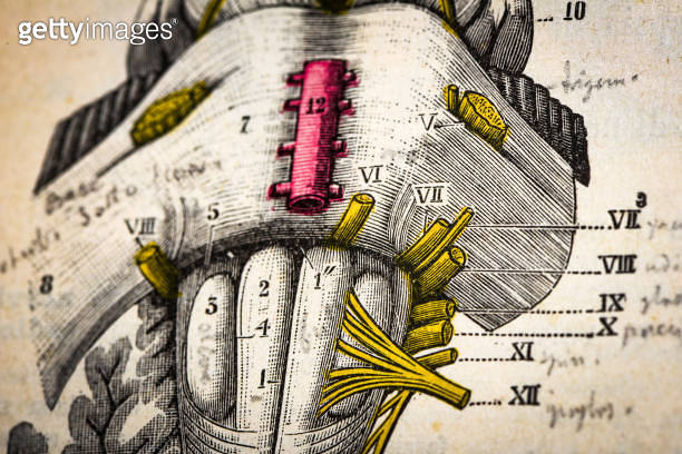 Antique medical scientific illustration high-resolution: Nervous system ...