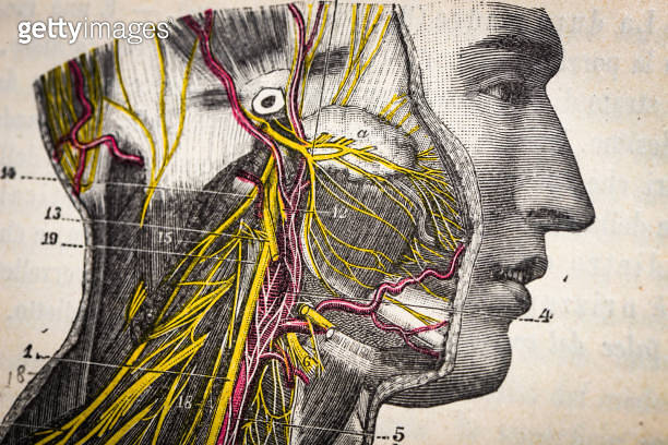 Antique medical scientific illustration high-resolution: Nervous system ...