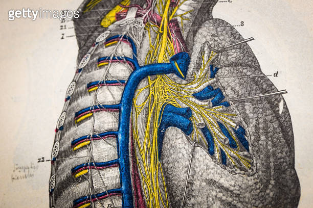 Antique medical scientific illustration high-resolution: Nervous system ...
