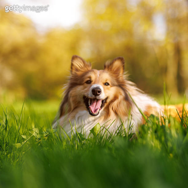 Shetland Sheepdog in the green meadow. (1489554369) - 게티이미지뱅크