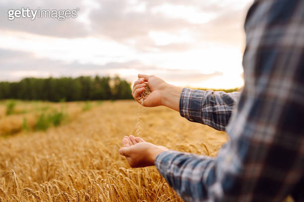 Hands of a farmer close up pour a handful of wheat grains in a wheat ...