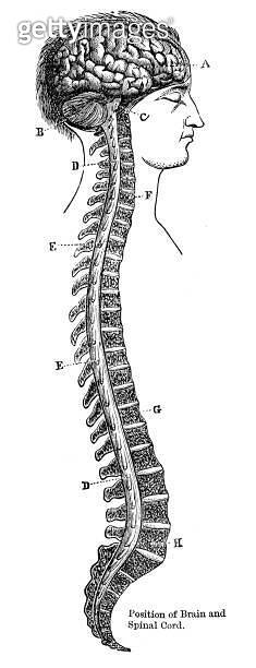 Position of brain and spinal cord anatomy engraving 1881 (2149060515 ...