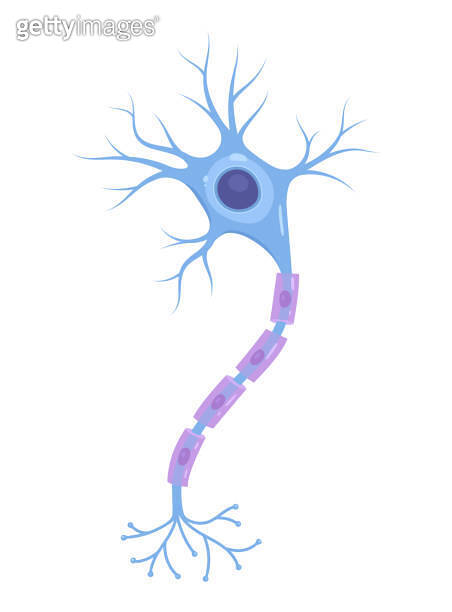 Vector Illustration of neuron anatomy (nerve cell axon and myelin ...