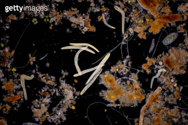 Study of Protozoa, Algae and bacteria under the microscope for ...
