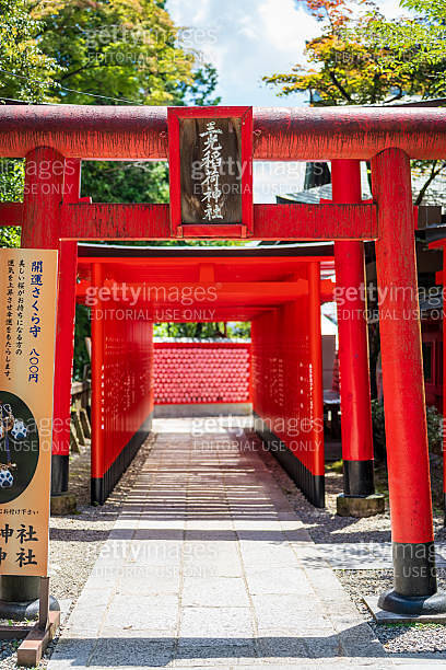 Tunnel of vibrant red torii gates at Sanko Inari Shrine, a famed path ...