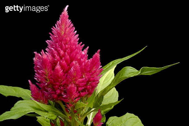 Celosia 이미지 (172794441) - 게티이미지뱅크