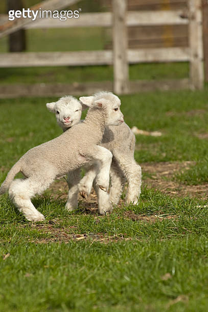 Lambs In Paddock Lambs playing in a paddock (118296950) - 게티이미지뱅크