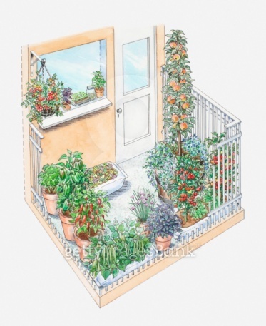Ilration Of Potted Herbs And Fruit Trees On A Small Patio Area Fruit Trees On A Small Patio Area