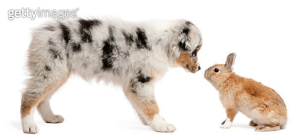Blue Merle Australian Shepherd puppy facing with rabbit. (119448307 ...