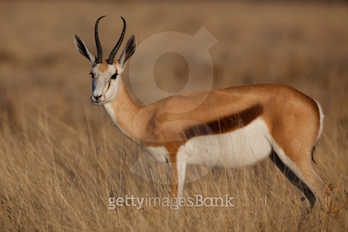 Springbuck in savannah grasslands 이미지 (178279934) - 게티이미지뱅크