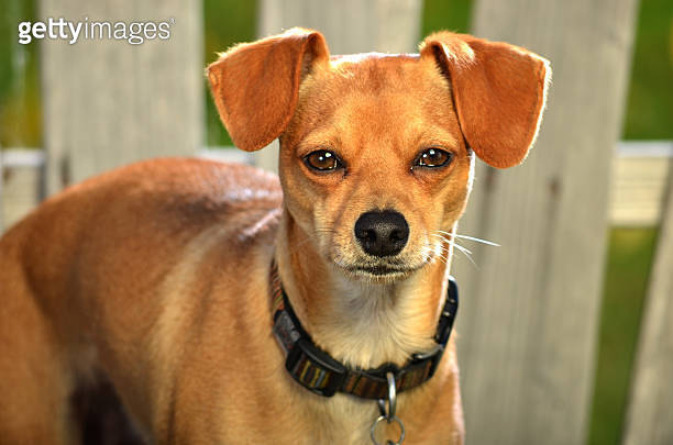 Little Brown Dog Spirits