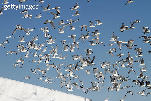 Norwegian Ridgeback In Flight Kittiwakes in flight Svalbard Norway (186711342) - 게티이미지뱅크