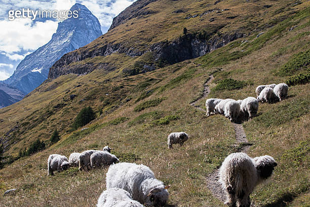 Herd of sheep in the Swiss Alps 이미지 (174905962) - 게티이미지뱅크